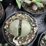 Pleiospilos nelii Leaf