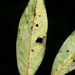 Ocotea glomerata Leaf