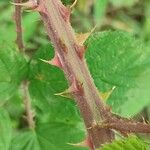 Rubus elegantispinosus Kaarna