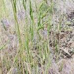 Aegilops triuncialis Habitat