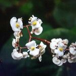 Rinorea deflexiflora Flower