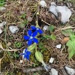 Gentiana nivalisBlüte