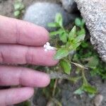 Lindernia dubia 花