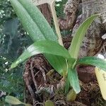 Bulbophyllum longiflorum ഇല