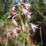 Dipodium variegatum Flor