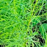 Artemisia dracunculus Blad