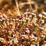 Sedum andegavense 花