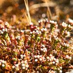 Sedum andegavense Flower