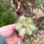 Cobaea scandens Bloem