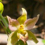 Epipactis rhodanensis Квітка