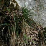 Carex brevicollis Habit