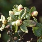 Rhododendron hippophaeoides Folha