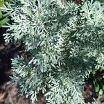 Artemisia thuscula Leaf