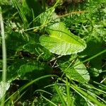 Stachys officinalis Листок