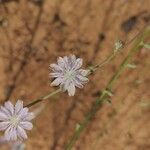 Stephanomeria diegensis Flower