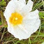 Cistus × laxus Flower