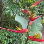 Heliconia latispatha Cvet