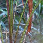 Manicaria saccifera Leaf