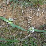 Allium chamaemoly Elinympäristö