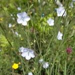 Linum usitatissimumBlüte