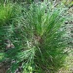 Carex acuta Hábito