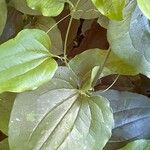 Smilax tamnoides Blatt