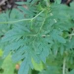 Scabiosa triandra पत्ता