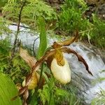 Cypripedium montanumBlüte