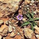 Romulea variicolor