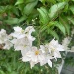 Jasminum polyanthum Fiore