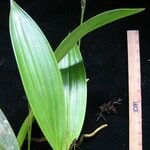 Sobralia fragrans Kita