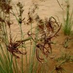 Cyperus conglomeratus Fruit