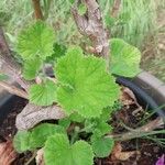 Pelargonium cucullatum Blad