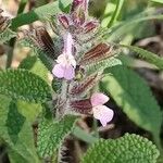 Salvia viridis Flower