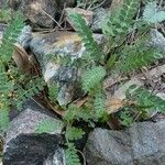 Astragalus sesameus Leaf