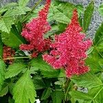 Astilbe rubra Цветок