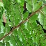 Polystichum makinoi Bark