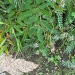 Sanguisorba officinalisLeaf