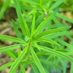 Galium aristatum Листок