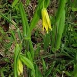 Uvularia grandiflora Kvet