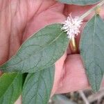 Lepidaploa arborescens Flower