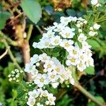 Spiraea × vanhouttei Tervik taim