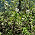 Amelanchier ovalis Συνήθη χαρακτηριστικά