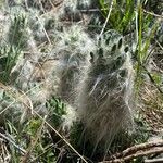 Austrocylindropuntia vestita 葉