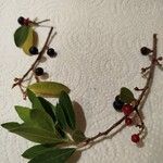 Rhamnus alaternusФрукт