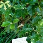 Quercus falcata (Other)