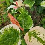 Bougainvillea spp. Blad