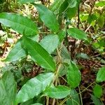 Gnetum africanum 叶