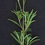Ageratum fastigiatum Leaf