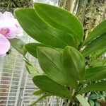 Epidendrum pseudepidendrum Leaf